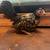 Serama chicks 4 thumbnail