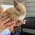 Dwarf bunny 2 thumbnail