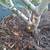 Fruitless Olive Tree 15gal ---  plants trees 6 thumbnail