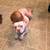 Pocket Bully 2 thumbnail