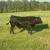 Registered black Angus bulls 1 thumbnail