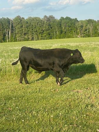 Registered black Angus bulls 1
