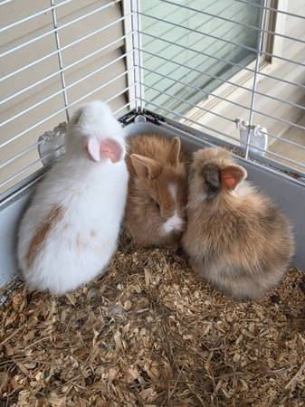 Lionhead rabbits 1