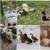 Welsh Harlequin Duck, Hatching Eggs 3 thumbnail