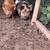 Kunekune Piglets 3 thumbnail
