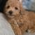 Mini golden doodle 3 thumbnail