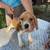 Beagle Puppies 5 thumbnail