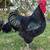 Australorp 2 thumbnail