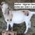 7 Nigerian Dwarf GOAT Wethers 3 thumbnail