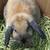 Lop Bunny with everything she needs 1 thumbnail