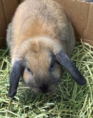 Lop Bunny with everything she needs 1