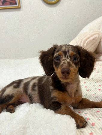 Dachshund Gorgeous Puppies (Two10-943-4242)64037454397442120