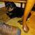 Rottweiler pups 4 thumbnail