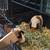 2 guniea pigs 3 thumbnail