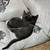 Free kittens 4 thumbnail