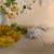 Original Watercolor Painting of Beautiful Chrysanthemums 5 thumbnail