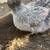 Silkie hens 13 thumbnail