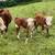 Miniature Hereford heifers for sale. 5 thumbnail