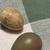 Breeding for White Button Quail Hatching Eggs 8 thumbnail