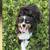 Spayed Female Mini Aussie 1 thumbnail