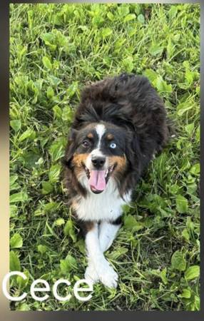 Spayed Female Mini Aussie 1
