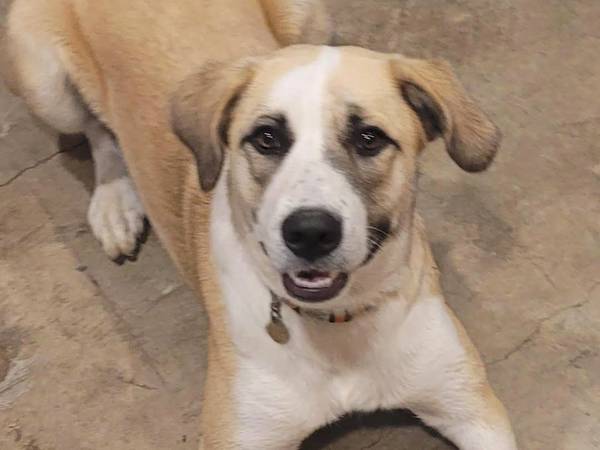 Free 18 month old female dog 1