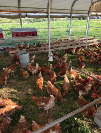 Old layer hens (Lapaz)63936013520387121