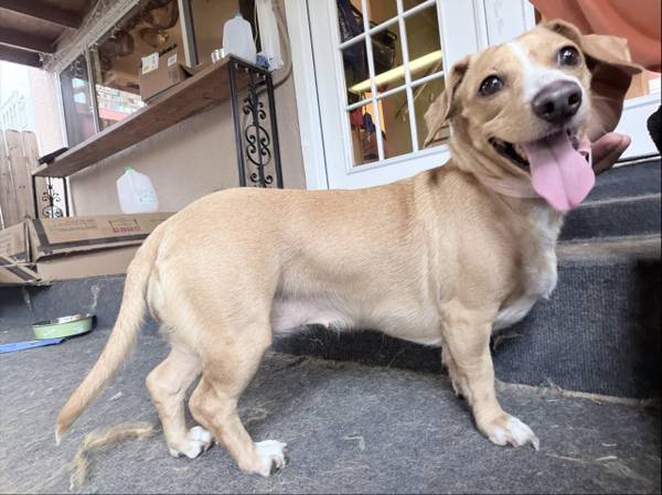 Found tan dachshund at Heritage Duck Pond 1