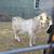 Boer cross goat kids (Nubian-Niger dam) 12 thumbnail