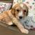 Goldendoodles 1 thumbnail
