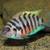 Fish 3 thumbnail