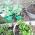 Beautiful plants medicinal, ornamental and sought after plants sale 17 thumbnail