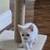 Flame Point Siamese kittens 15 thumbnail