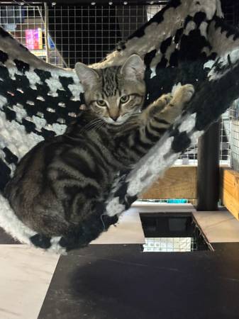 Cutie kittens (Rancho Cordova)