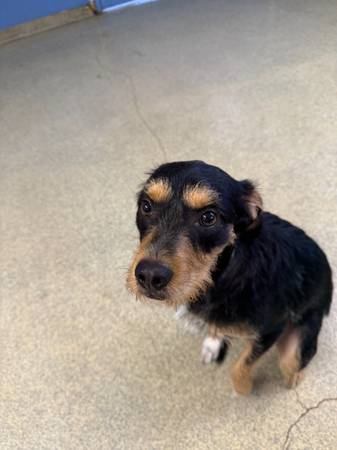 Cruce de terrier de 1 año necesita un hogar amoroso63882831689857121