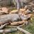 TREE , PALM TREE , STUMP REMOVAL AND HAULING SERVICES  (Bay Area) 8 thumbnail