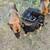 GERMAN SHEPHERD 4 thumbnail