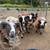 Jacob Sheep 1 thumbnail