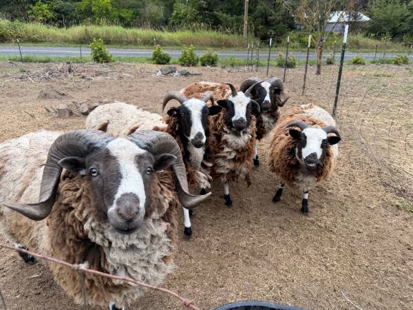 Jacob Sheep 1