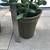 Flap Jack, zebra plant succulents & jade in 2 pretty clay pots 7 thumbnail