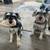 Mini Schnauzer Puppy 5 thumbnail