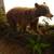 Cinnamon Black Bear Mount 2 thumbnail