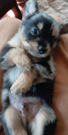 PUPPIES FOR SALE (Columbia)63685425116291124