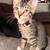 Free Kitten 2 thumbnail