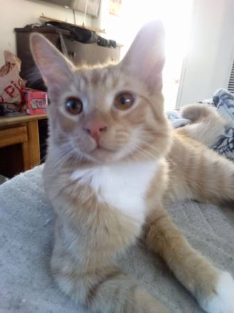 Kittens/cat (Glendale)63870037010433121