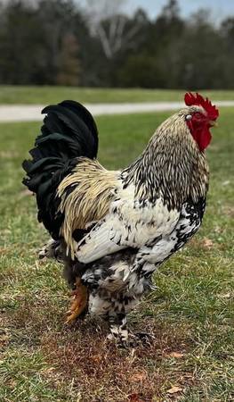 Silver laced Cochin Rooster 1