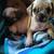 Pug/Chiweeni mix 1 thumbnail