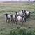 SHEEP FOR SALE 4 thumbnail