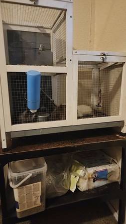 Guinea pigs 1