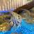 Angel fish 6 thumbnail